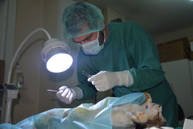 Kedinin yavruları sezaryen ile kurtuldu