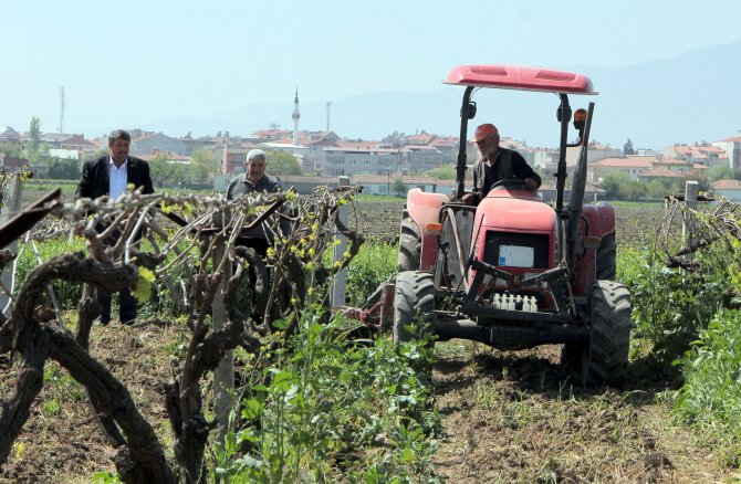Kuru üzümde ilaç kalıntısıyla mücadele