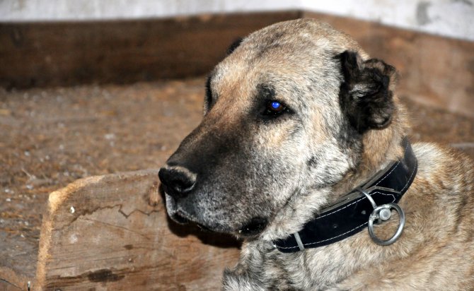 "Panzer"i yaşatmak için seferber oldular