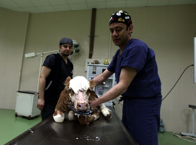 Üç çeneli üç dilli buzağı sağlığına kavuştu