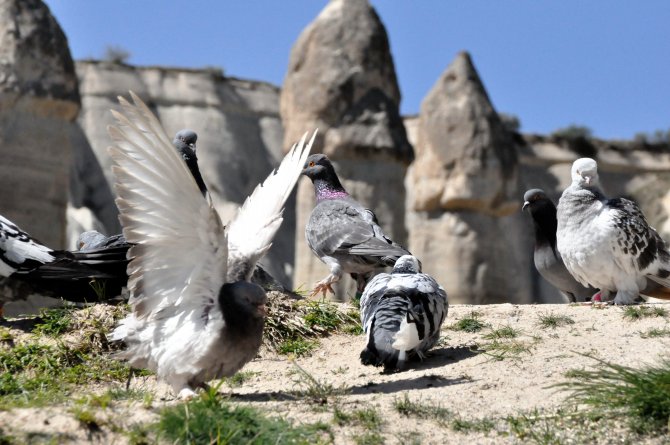 Kapadokya’nın sembolü güvercinler
