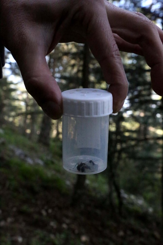 6 milyon karınca "görev alanları"na taşınıyor