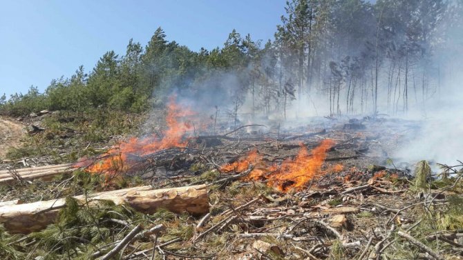Aydın'da orman yangını