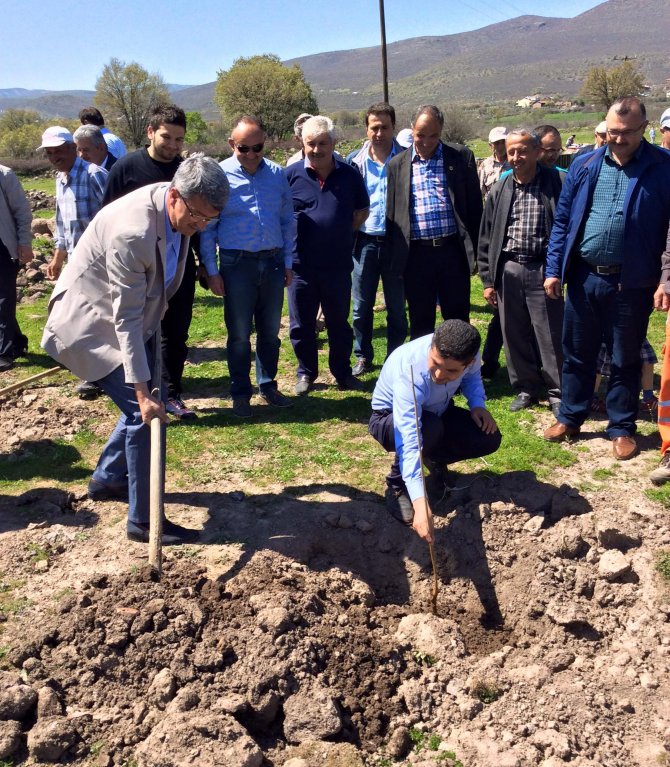 Beypazarı'nda fidan dikimi