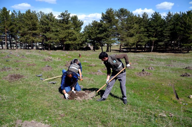 Kars'ta ayılar için ormana meyve fidanı dikildi