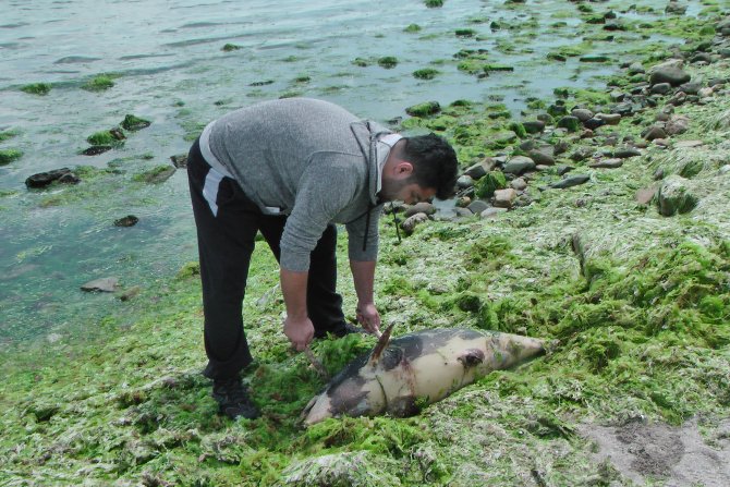 Silivri'de yunus karaya vurdu