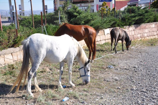 Başıboş atlar, sürücülere zor anlar yaşattı