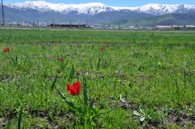 Muş lalesi tescillendi
