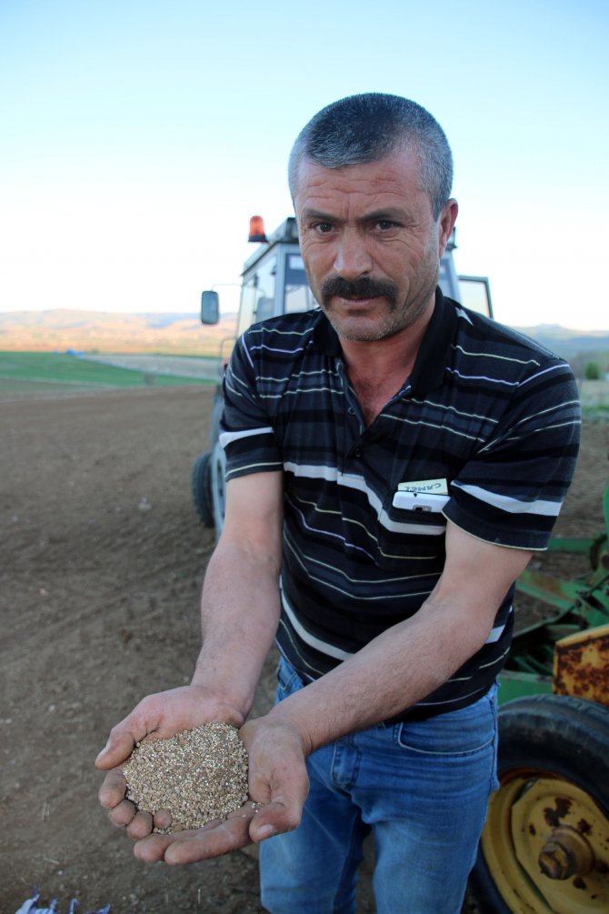 Şarkışla'da kinoa üretimi