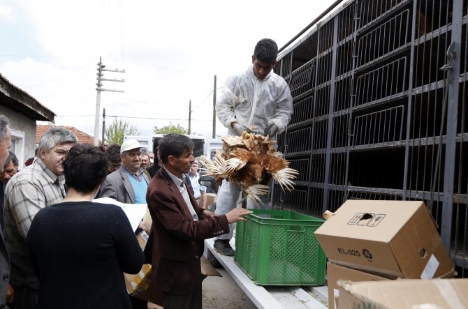 Eskişehir'de çiftçilere tavuk ve hindi dağıtıldı