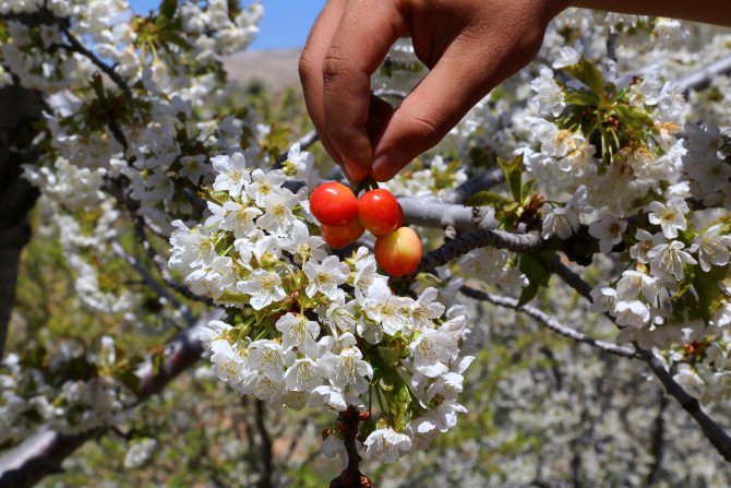 Hadim'de bin 800 rakımda kiraz ağaçları çicek açtı