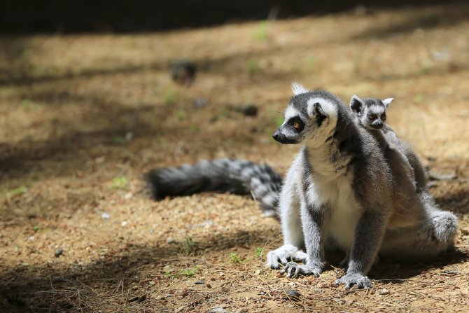 Hayvanat bahçesinin minik konukları