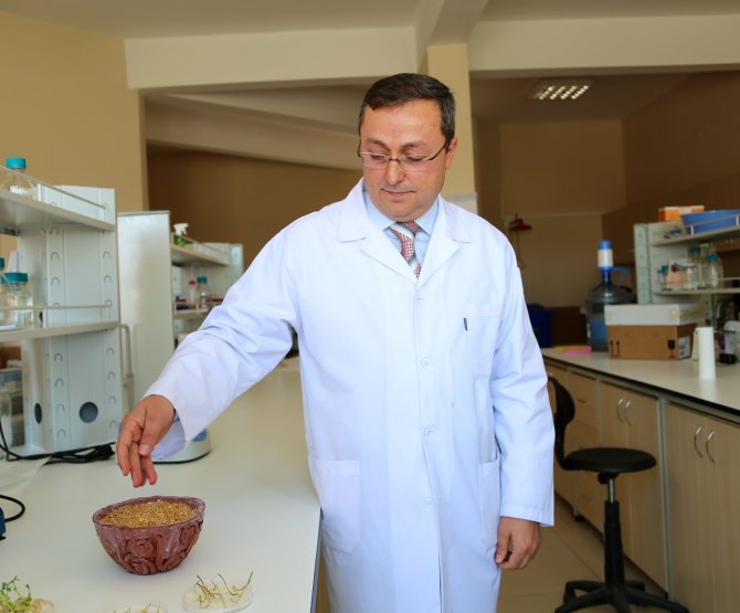 "Türkiye'de GDO'lu buğday yok"