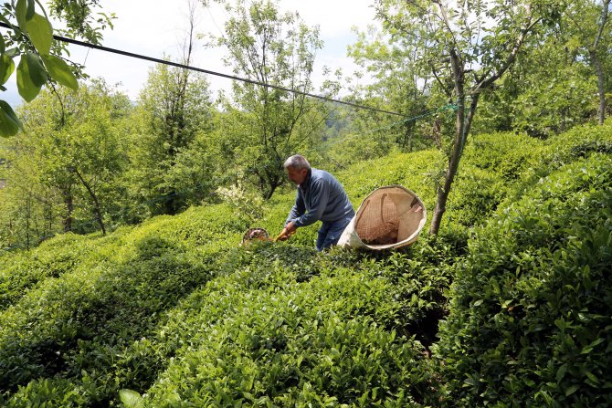 Doğu Karadeniz'de çay hasadı başladı