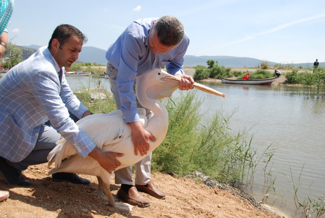 Pelikan 9 yıl sonra doğal yaşamına döndü