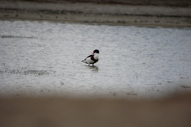 Seyfe Gölü Kuş Cenneti sunalarla şenlendi