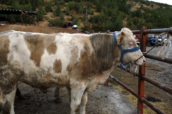 Beypazarı'ndaki şap hastalığı nedeniyle hayvan pazarı kapatıldı