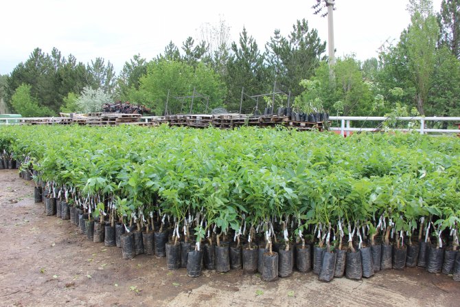 Sivas'ta çiftçilere ceviz fidanı dağıtıldı