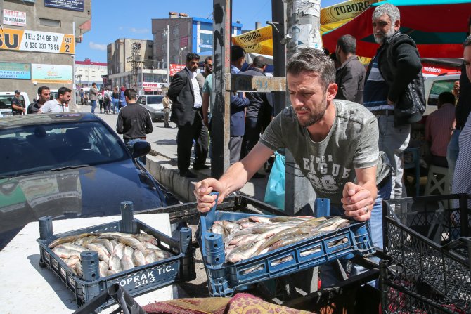 Van'da inci kefali operasyonu