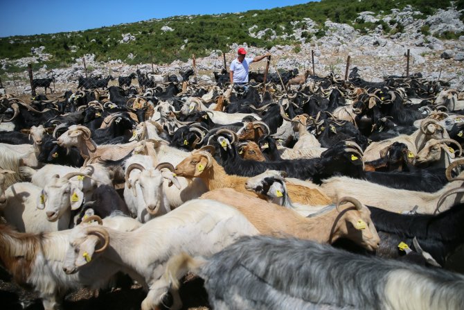 Karaburun Kırkım Şenliği