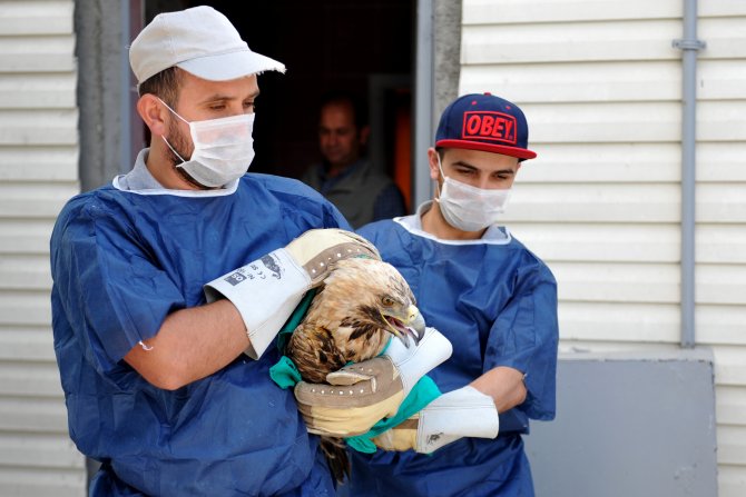 "Şah Kartal" özgürlüğe uçtu