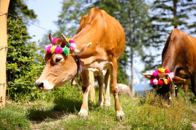 Göçerlerin ramazanda zorlu yolculuğu
