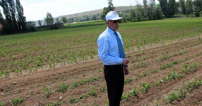 Yozgat'ta silajlık mısır ve soya fasülyesi ekimi