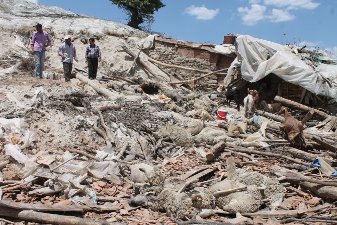 Manisa'da ahır çöktü, 56 koyun telef oldu