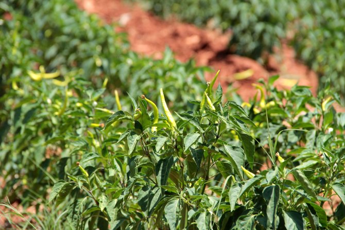 Manisa'da biber hasadı başladı