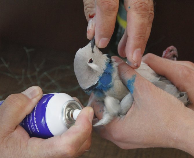 Ağaçta boynuna ip dolanan güvercin kurtarıldı