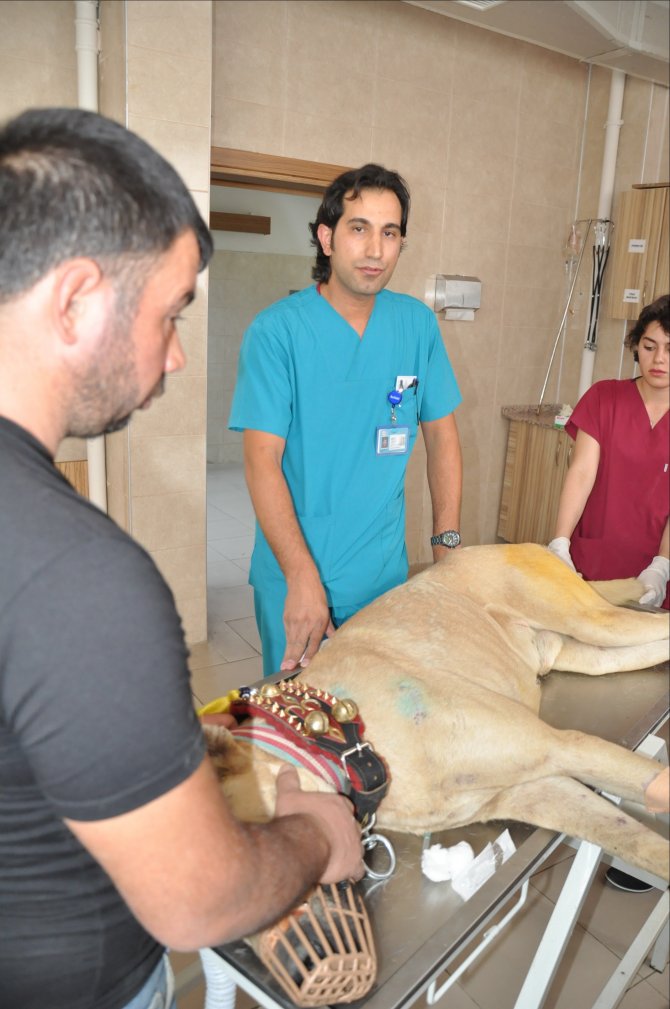 ERÜ'den hayvanlara 7/24 hizmet