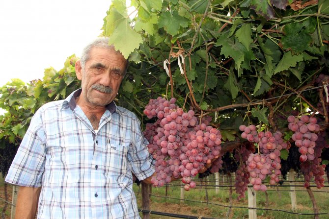 Üzüm ve narenciye üreticisi Rusya pazarıyla sevindi