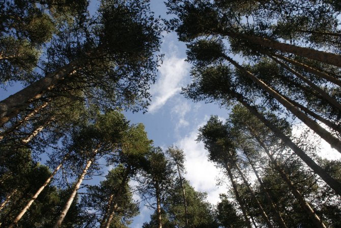 Beypazarı yaylalarına ziyaretçi ilgisi