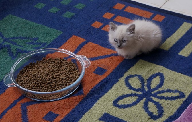 "Kaçak kedilere" sıcak yuva