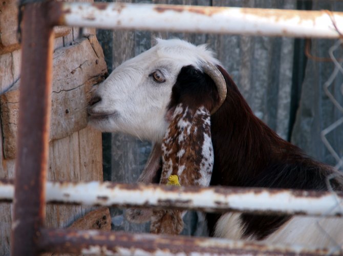 Boynuzu kırılan keçisini acil servise götürdü