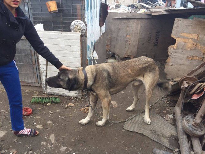 Otomobile bağlanarak sürüklenen köpek barınağa alındı