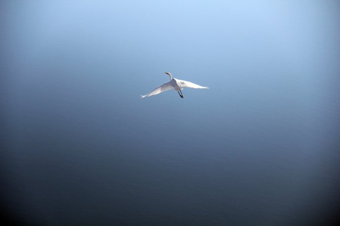 Lota Gölü göçmen kuşlara ev sahipliği yapıyor