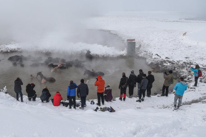 Manda ve atların "kaplıca keyfi"ni fotoğraflıyorlar