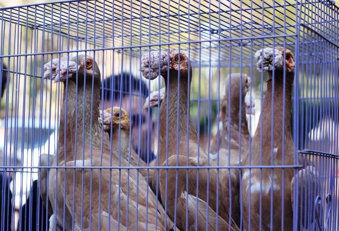 Osmaniye’deki güvercin festivali