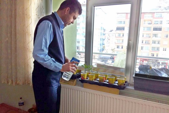 Evinde meşe palamudu fidesi yetiştiriyor