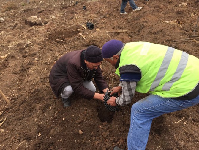 Isparta'da trüf ormanı oluşturuldu