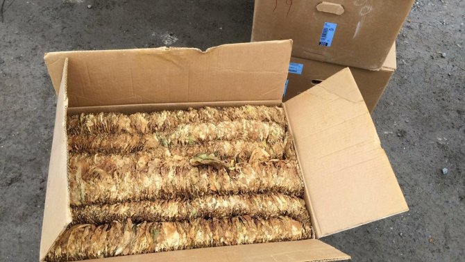 Sivas'ta kaçak tütün operasyonu