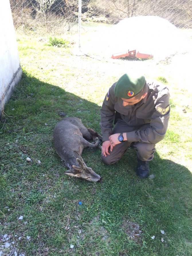 Yaralı karaca tedavi altına alındı