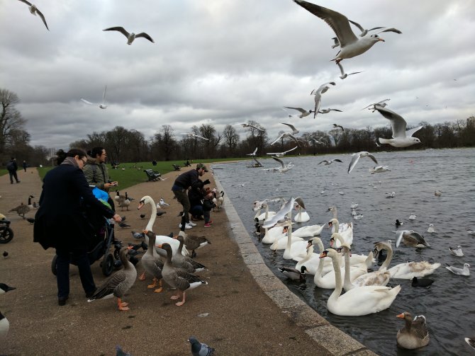 İngiltere'de martı besleyene para cezası