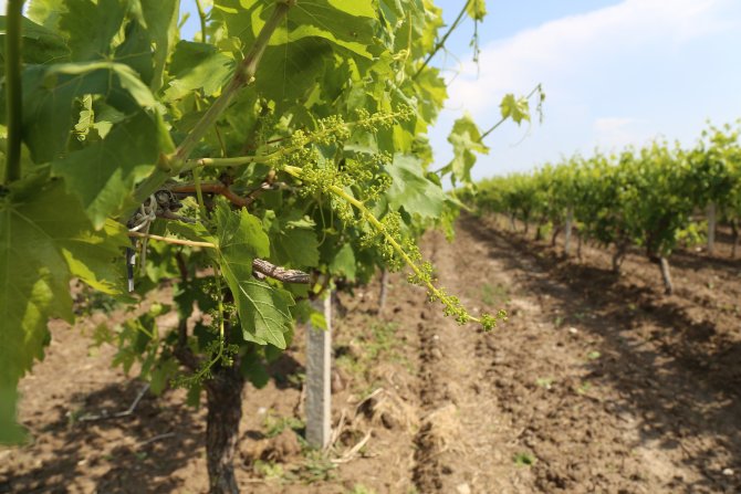 Manisa'da dolu yağışı