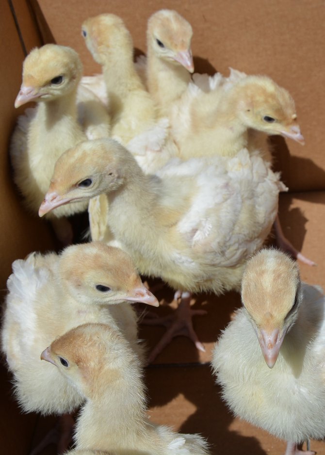 Mihalıççık'ta civciv dağıtıldı