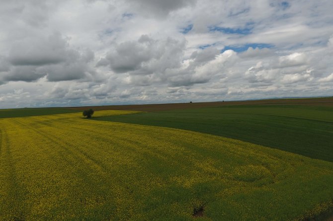 Tohumlar boy verdi Trakya toprakları renklendi