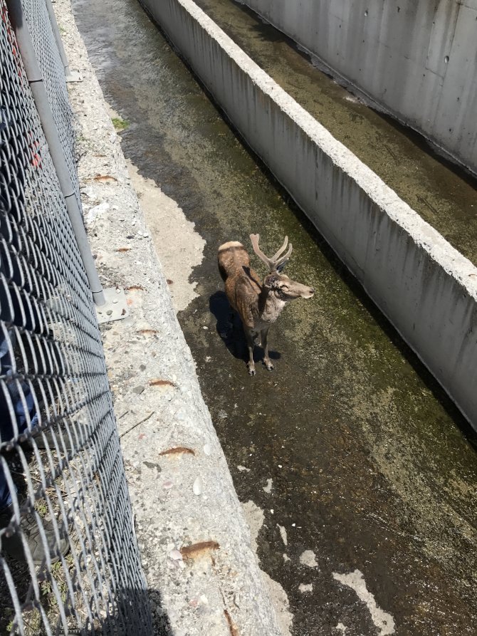 Kanala düşen geyik kurtarıldı