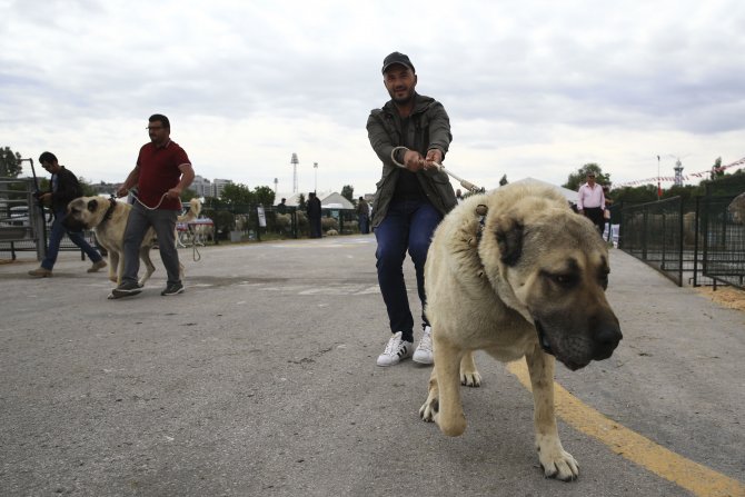 Başkentin ortasında çiftlik kuruldu