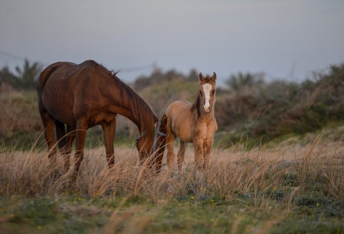 Gazzeli at binicilerinin yarışmalara katılma hayali